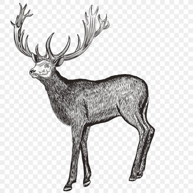 Deer Drawing Photography Illustration, PNG, 1600x1600px, Deer, Animal, Antler, Art, Black And White Download Free