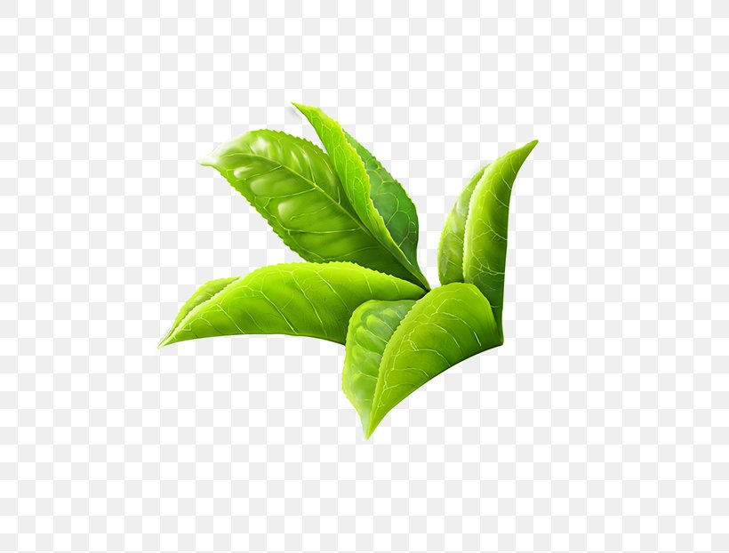 Green Tea Masala Chai White Tea Leaf, PNG, 600x622px, Tea, Green Tea, Herbal Tea, Infusion, Ito En Download Free