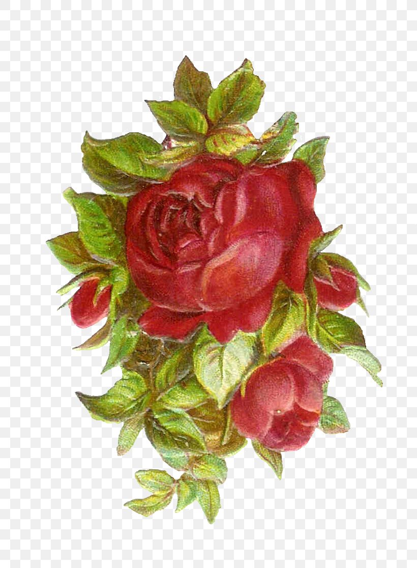 Rose Antique Pink Clip Art, PNG, 814x1116px, Rose, Antique, Artificial Flower, Color, Cut Flowers Download Free