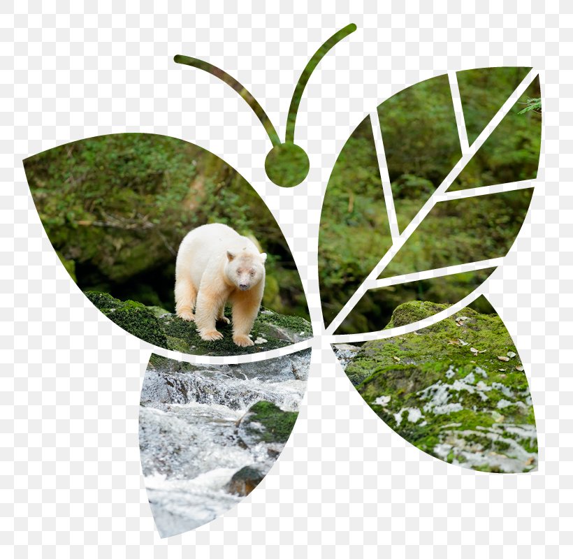 Bear Fauna Wildlife, PNG, 800x800px, Bear, Fauna, Mammal, Organism, Wildlife Download Free