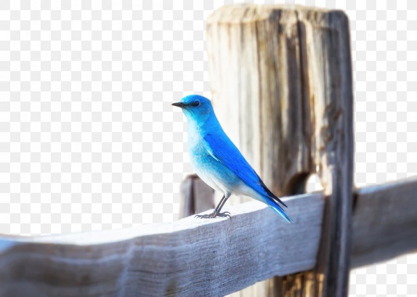 Blue Bird Pumpkin EatRight-LiveWell Mountain Bluebird Marketing, PNG, 1001x715px, Bird, Animal, Beak, Blue Jay, Bluebird Download Free