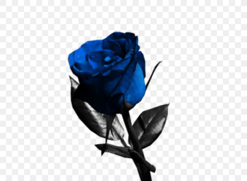 Blue Rose Flower Garden Roses, PNG, 600x600px, Blue Rose, Blaues Blut, Blue, Cobalt Blue, Color Download Free