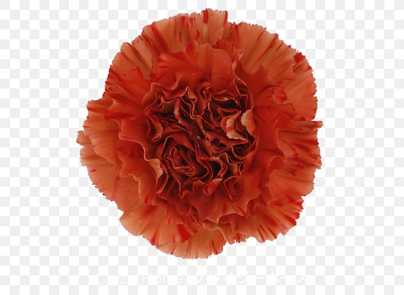 Carnation Cut Flowers Perri Farms Wholesale Petal Krakatoa, PNG, 600x600px, Carnation, Amflora, Cut Flowers, Evolution, Facebook Download Free