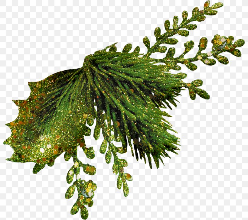 Christmas Fir Evergreen Leaf Clip Art, PNG, 800x728px, Christmas, Branch, Color, Conifer, Evergreen Download Free