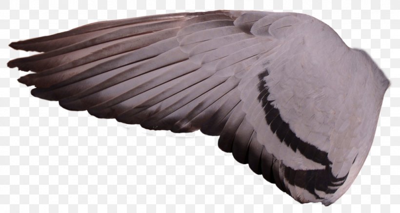 Columbidae Racing Homer Bird Wing Feral Pigeon, PNG, 1024x548px, Columbidae, Bandtailed Pigeon, Bird, Columbiformes, Domestic Pigeon Download Free