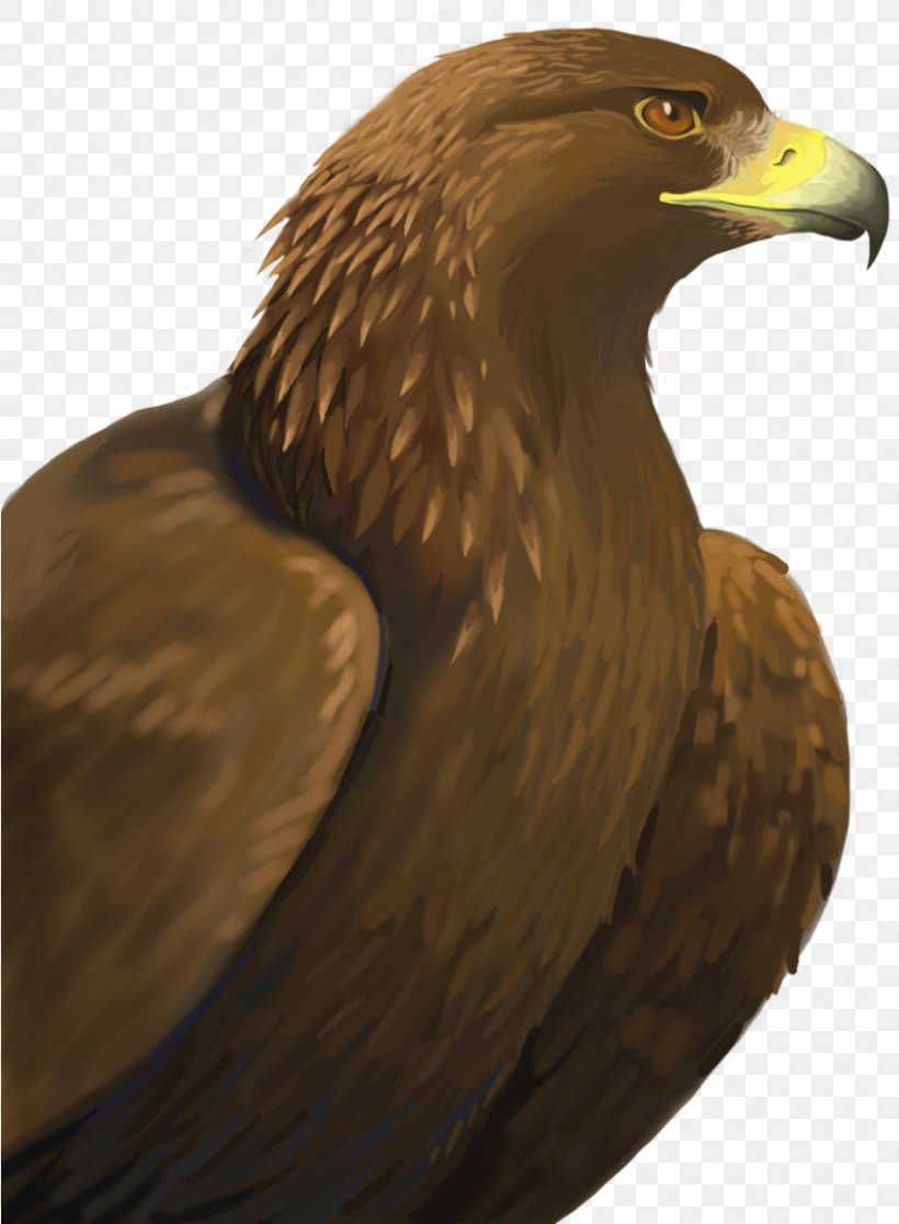 Golden Background, PNG, 859x1170px, Bald Eagle, Accipitridae, Beak, Bird, Bird Of Prey Download Free