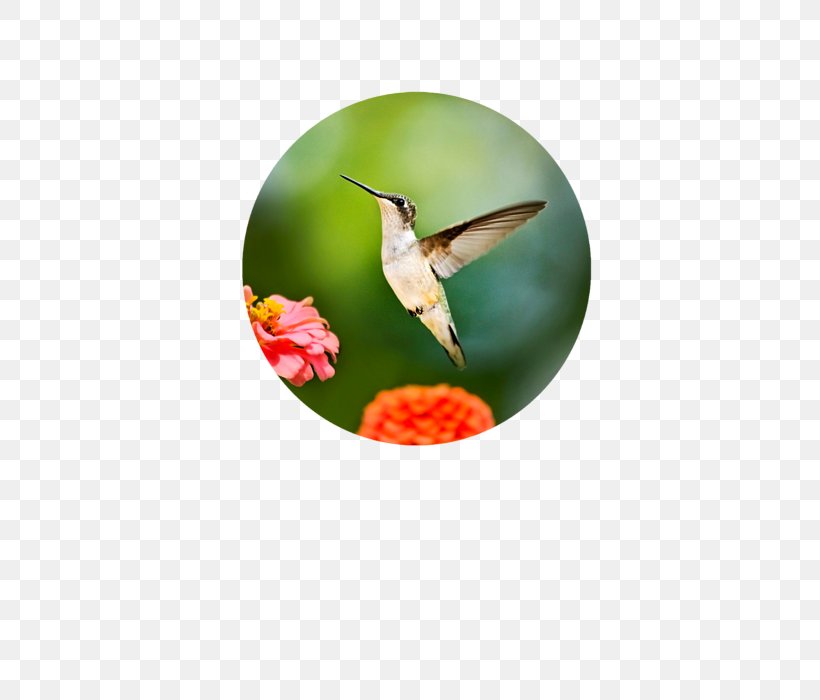 Hummingbird Photography Photographic Printing, PNG, 452x700px, Hummingbird, Art, Baltimore Oriole, Beak, Bird Download Free