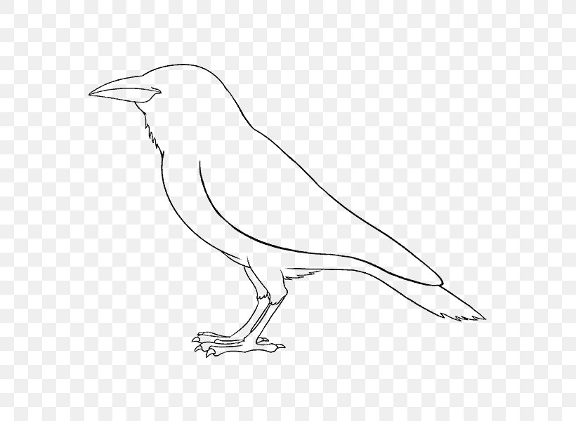 Magical Drawings Line Art How To Draw A Mouse Sketch, PNG, 678x600px, Drawing, Artwork, Beak, Bird, Black And White Download Free