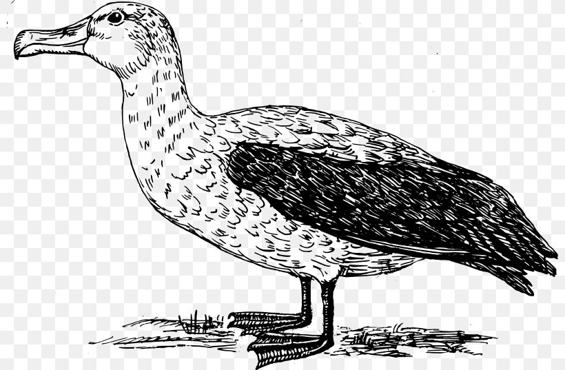 Shy Albatross Goose Bird Gulls Clip Art, PNG, 800x537px, Shy Albatross, Adult, Albatross, Beak, Bird Download Free