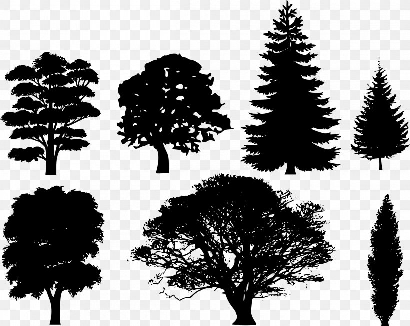 Tree Silhouette Drawing Clip Art, PNG, 2400x1912px, Tree, Black And White, Branch, Christmas Tree, Conifer Download Free