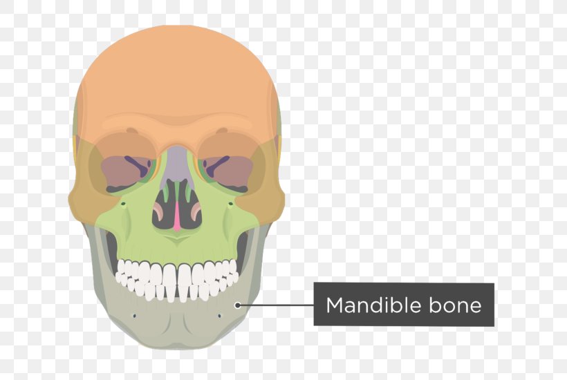 Zygomatic Bone Zygomatic Process Of Maxilla Zygomatic Process Of Maxilla Zygomatic Process Of Temporal Bone, PNG, 745x550px, Zygomatic Bone, Alveolar Process, Anatomy, Bone, Frontal Bone Download Free