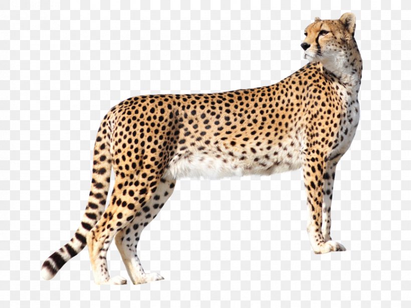 Cheetah Leopard Felidae Lion Jaguar, PNG, 866x650px, Cheetah, African Leopard, Animal Figure, Big Cat, Big Cats Download Free