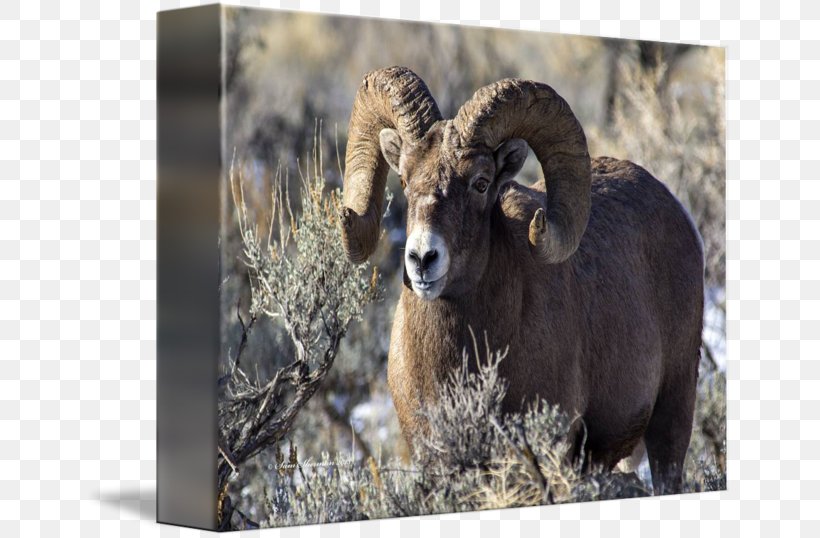 Feral Goat Argali Sheep Fauna, PNG, 650x538px, Feral Goat, Animal, Argali, Bighorn, Cow Goat Family Download Free