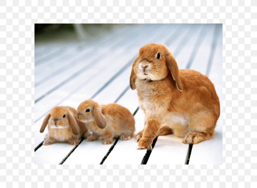 Holland Lop Baby Bunnies Domestic Rabbit Flemish Giant Rabbit, PNG, 600x600px, Holland Lop, Animal, Baby Bunnies, Blanc De Hotot, Breed Download Free