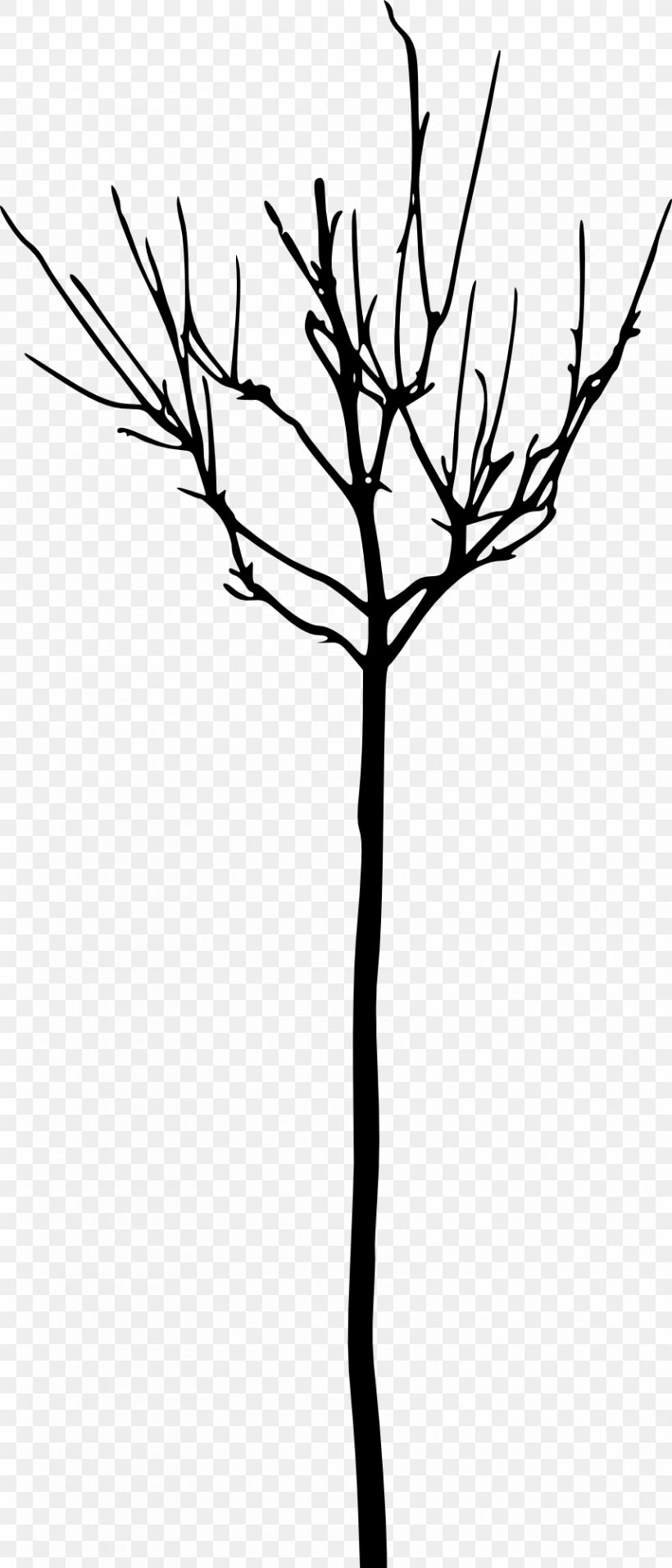 Tree Branch Woody Plant Clip Art, PNG, 857x2000px, Tree, Black And White, Branch, Drawing, Flora Download Free