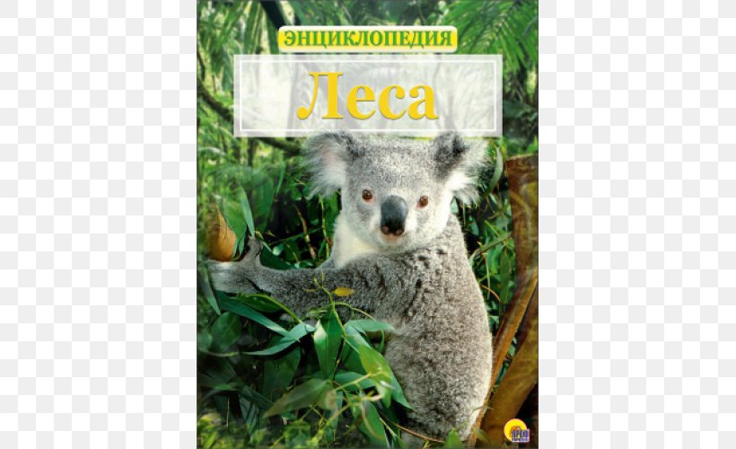 Baby Koalas Bear The Koala Koalas Australia, PNG, 500x500px, Koala, Animal, Australia, Baby Koalas, Bear Download Free