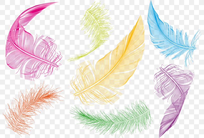 Bird Feather Goose Clip Art, PNG, 800x555px, Bird, Color, Down Feather, Drawing, Feather Download Free