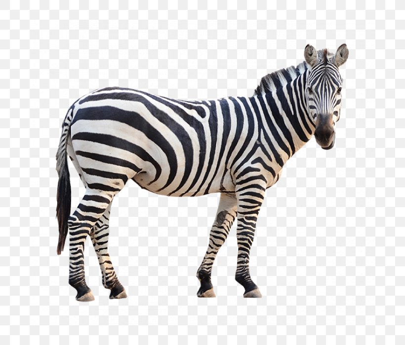 Burchell's Zebra Stock Photography Fotolia, PNG, 700x700px, Zebra, Animal Figure, Depositphotos, Fotolia, Horse Like Mammal Download Free