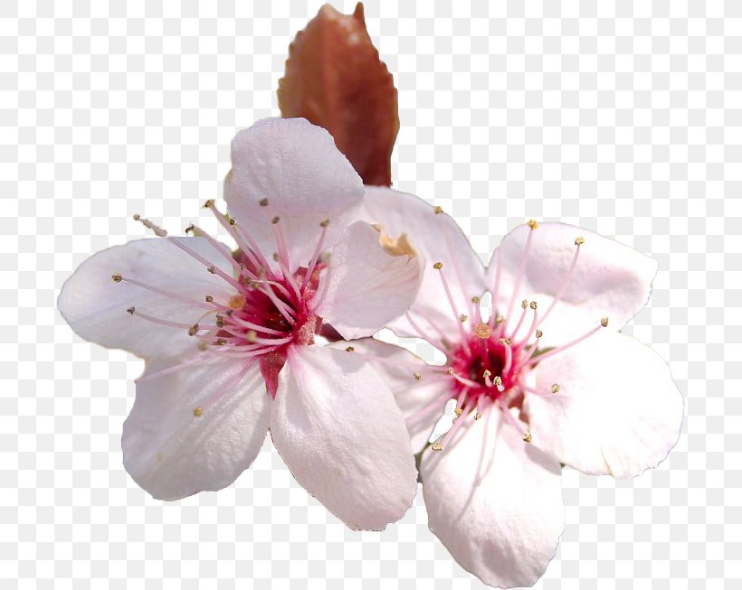 Cherry Blossom Flower Cerasus, PNG, 697x653px, Blossom, Art, Branch, Cerasus, Cherry Download Free
