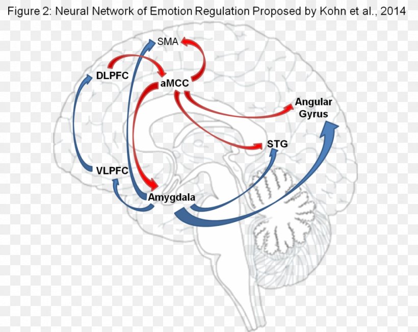 Emotional Self-regulation Brain Arousal Amygdala, PNG, 1024x814px, Watercolor, Cartoon, Flower, Frame, Heart Download Free