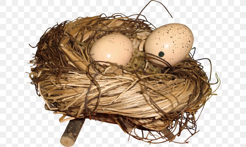 Bird Nest Egg, PNG, 650x491px, Bird Nest, Bird, Clutch, Egg, Eurasian Magpie Download Free