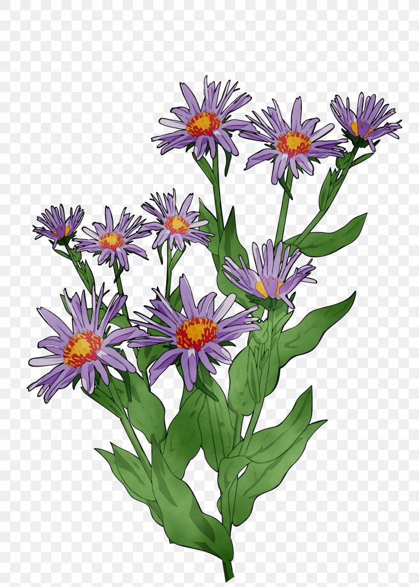 Clip Art Vector Graphics Image Drawing Openclipart, PNG, 2073x2903px, Drawing, African Daisy, Alpine Aster, Annual Plant, Aster Download Free