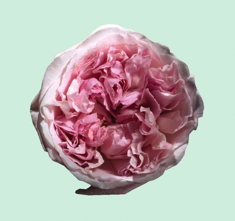 Garden Roses Pin Flower Silk Brooch, PNG, 960x904px, Garden Roses, Artificial Flower, Brooch, Cabbage Rose, Clothing Download Free