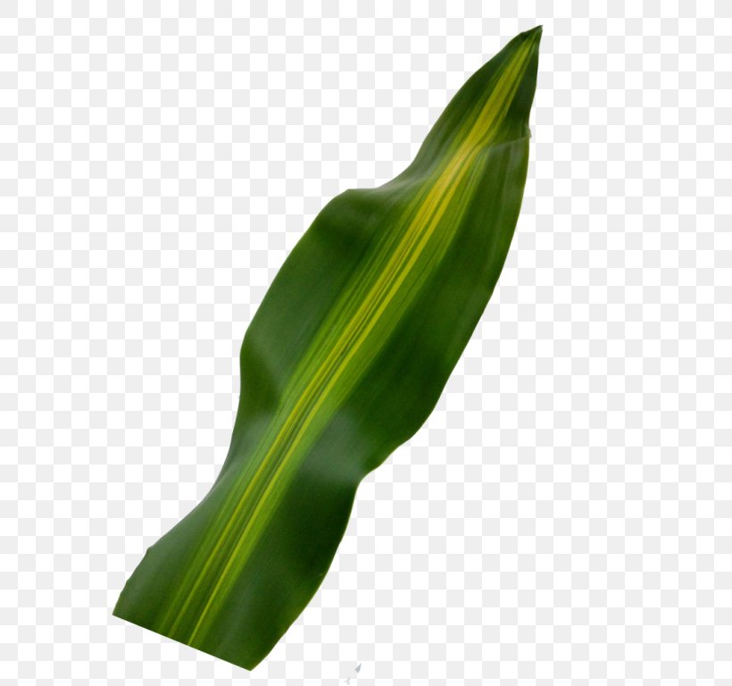 Leaf Plant Stem Cut Flowers Colombia, PNG, 768x768px, Leaf, Americas, Arecaceae, Arum, Arum Lilies Download Free