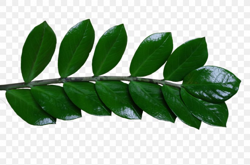 Leaf Tree, PNG, 1098x727px, Leaf, Plant, Tree Download Free
