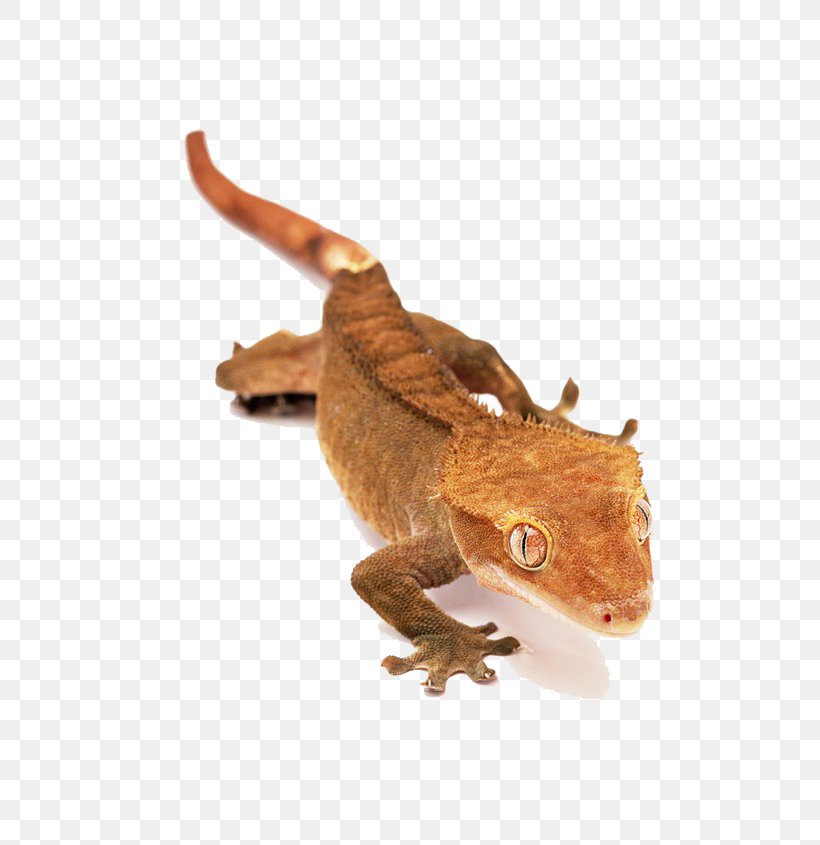 Lizard Reptile Crested Gecko Snake, PNG, 600x845px, Lizard, Animal, Common Leopard Gecko, Crested Gecko, Fauna Download Free