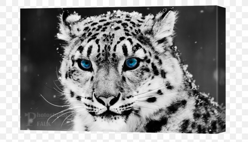 Snow Leopard Felidae Tiger Cheetah, PNG, 900x514px, Leopard, Big Cats, Black And White, Carnivoran, Cat Like Mammal Download Free