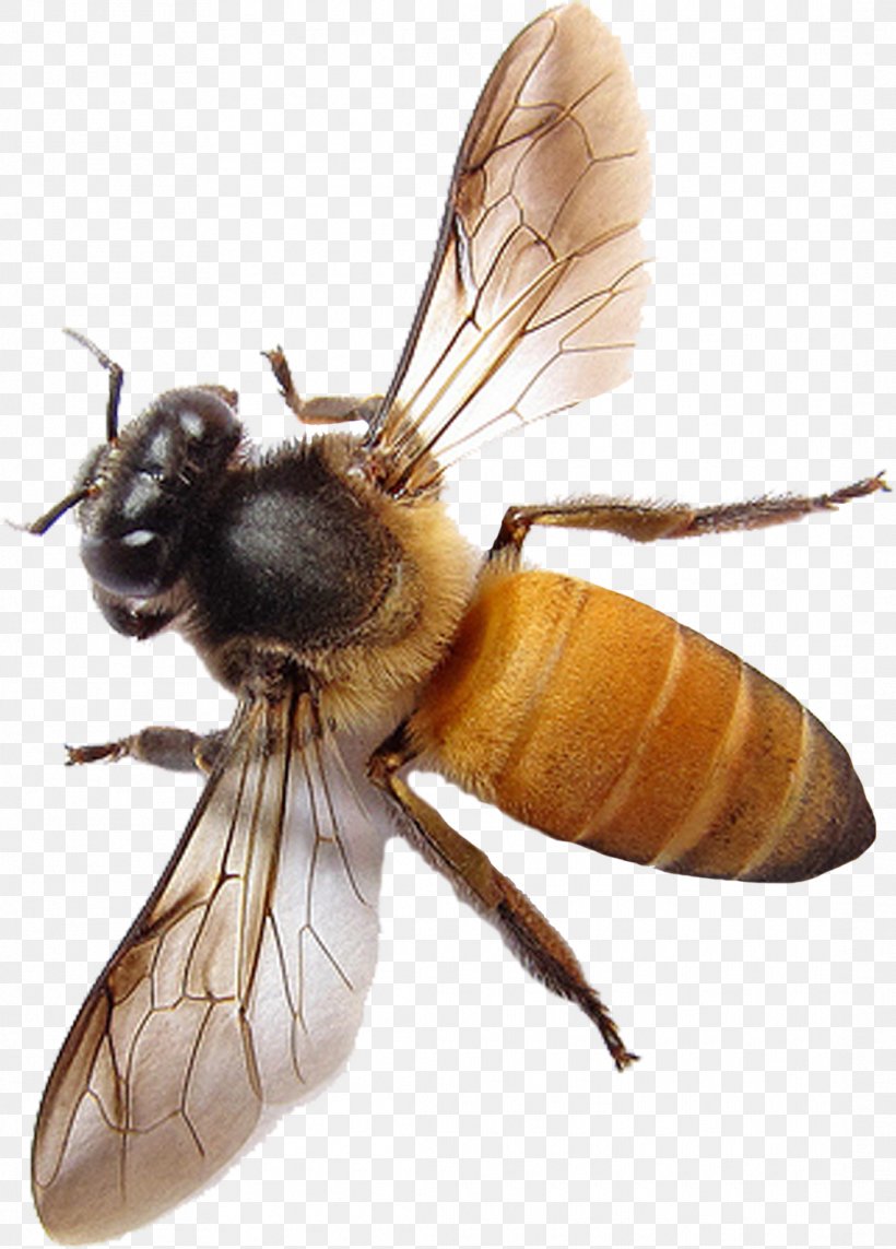 Western Honey Bee Insect Apis Florea Hornet, PNG, 1090x1520px, Western Honey Bee, Apis Florea, Arthropod, Bee, Bee Learning And Communication Download Free