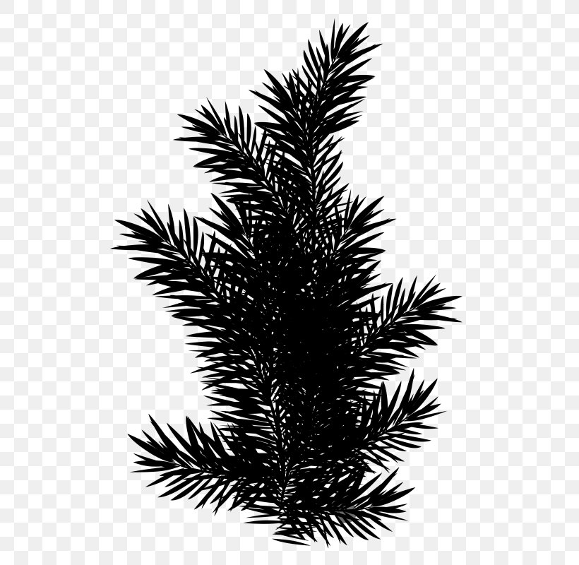 Clip Art English Yew Image, PNG, 554x800px, English Yew, American Larch, Balsam Fir, Branch, Colorado Spruce Download Free