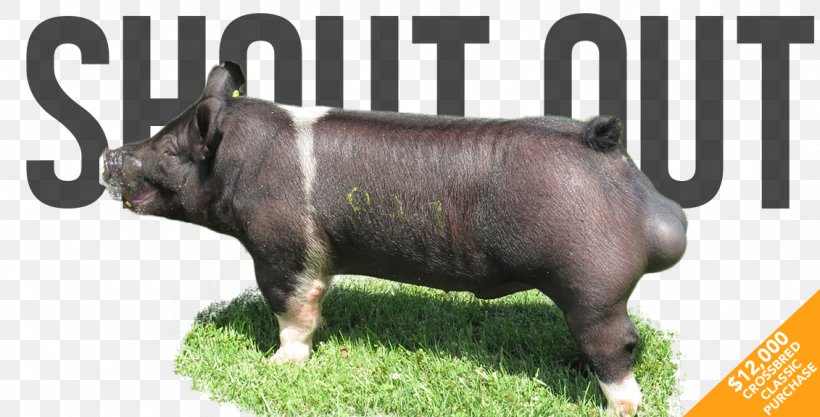 Domestic Pig Designer Pinkoi, PNG, 1131x576px, Domestic Pig, Backpack, Bag, Cattle Like Mammal, Designer Download Free