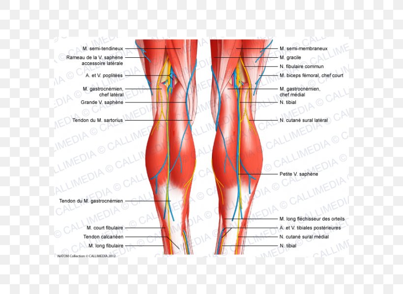 Knee Tendon Ligament Human Body Muscle, PNG, 600x600px, Watercolor, Cartoon, Flower, Frame, Heart Download Free