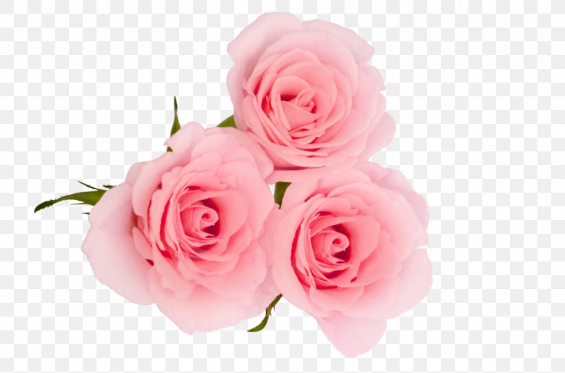 Centifolia Roses Flower Garden Roses Petal Pink, PNG, 1024x678px, Centifolia Roses, Artificial Flower, Coconut Oil, Cut Flowers, Floral Design Download Free