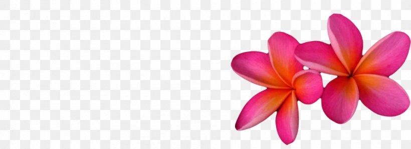 Frangipani Moth Orchids Cut Flowers Plant, PNG, 960x350px, Frangipani, Cut Flowers, Flower, Flowering Plant, Magenta Download Free