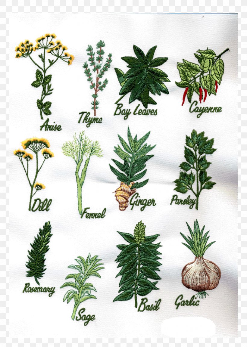 Herb Flowerpot Pine Evergreen, PNG, 1666x2344px, Herb, Conifer, Evergreen, Family, Flower Download Free