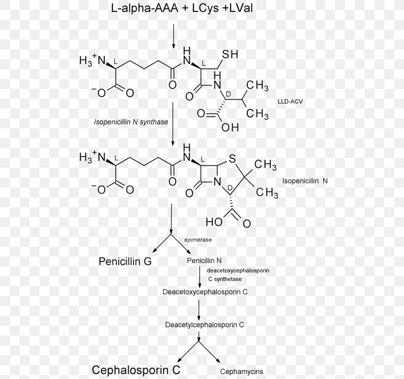 Isopenicillin N Synthase Biosynthesis Benzylpenicillin Cephalosporin, PNG, 514x768px, Penicillin, Ampicillin, Antibiotics, Antimicrobial Resistance, Area Download Free