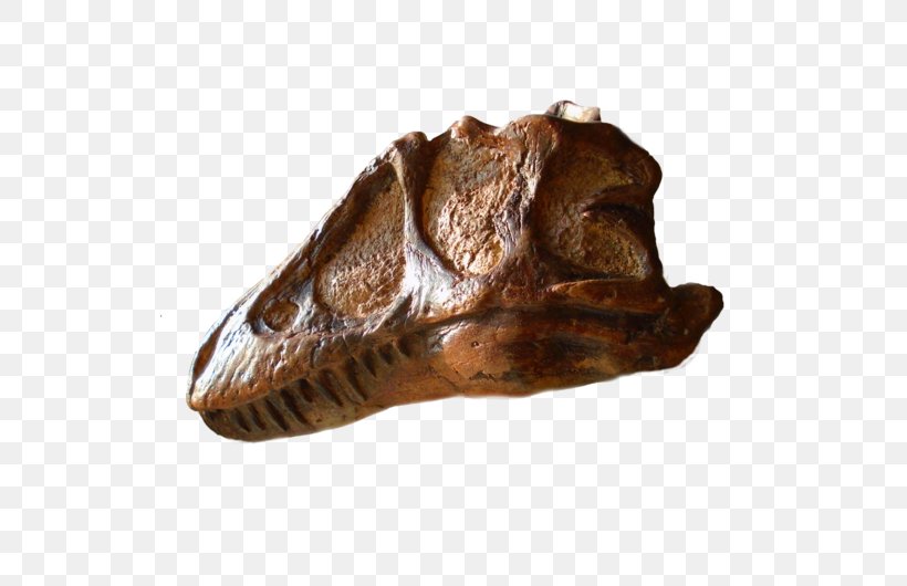Prehistory Tyrannosaurus Reptile Dinosaur We Are Proud To Present A Presentation About The Herero Of Namibia, Formerly Known As Southwest Africa, From The German Sudwestafrika, Between The Years 1884–1915, PNG, 530x530px, Prehistory, Bone, Dinosaur, Fossil Group, Jaw Download Free
