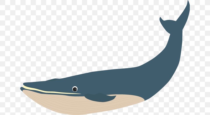Tucuxi Porpoise Cetacea Blue Whale Illustration, PNG, 662x450px, Tucuxi, Art, Blue Whale, Cetacea, Dolphin Download Free