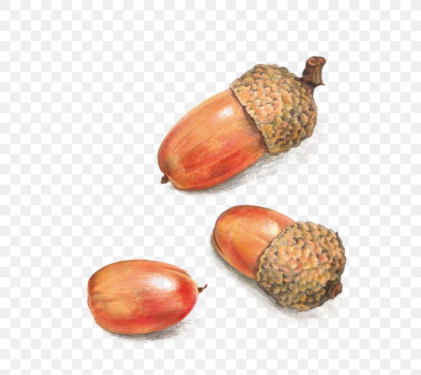 Acorn, PNG, 658x731px, Acorn, Colored Pencil, Drawing, Food, Fruit Download Free