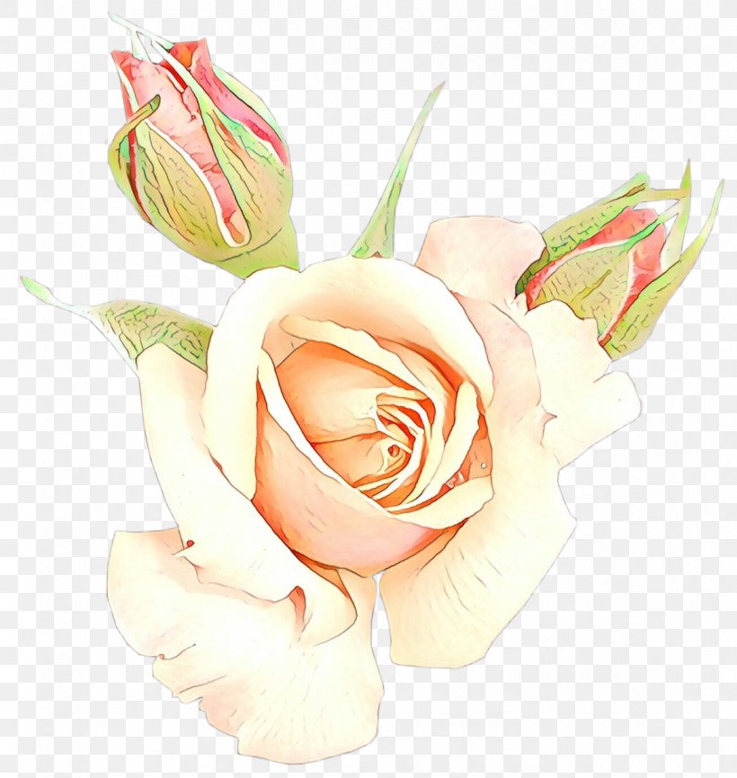 Garden Roses, PNG, 1169x1236px, Cartoon, Cut Flowers, Flower, Flowering Plant, Garden Roses Download Free