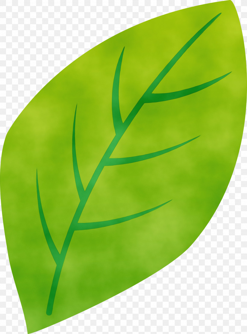 Green Leaf Plant, PNG, 2221x3000px, Leaf, Green, Paint, Plant, Watercolor Download Free