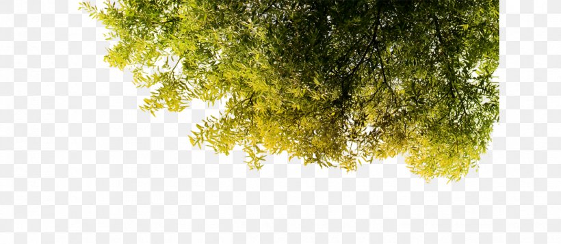 Green Tree Poster Wallpaper, PNG, 1327x578px, Green, Arbor Day, Branch, Computer, Creativity Download Free