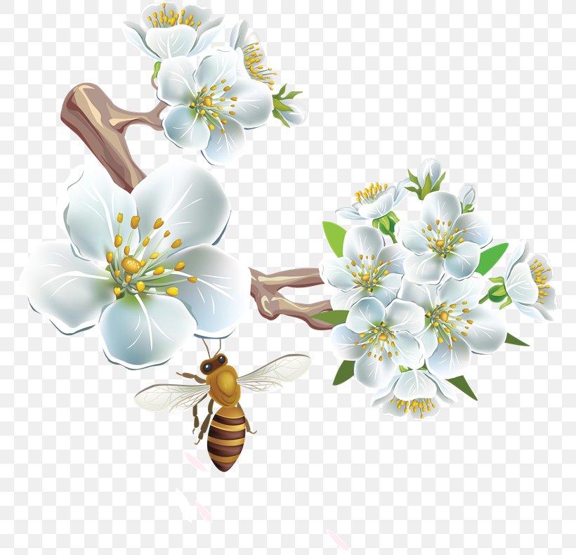 Honey Bee Flower Clip Art, PNG, 769x790px, Honey Bee, Bee, Blossom, Cherry Blossom, Cut Flowers Download Free