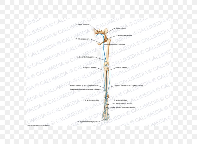 Insect Twig Energy Line Plant Stem, PNG, 600x600px, Watercolor, Cartoon, Flower, Frame, Heart Download Free