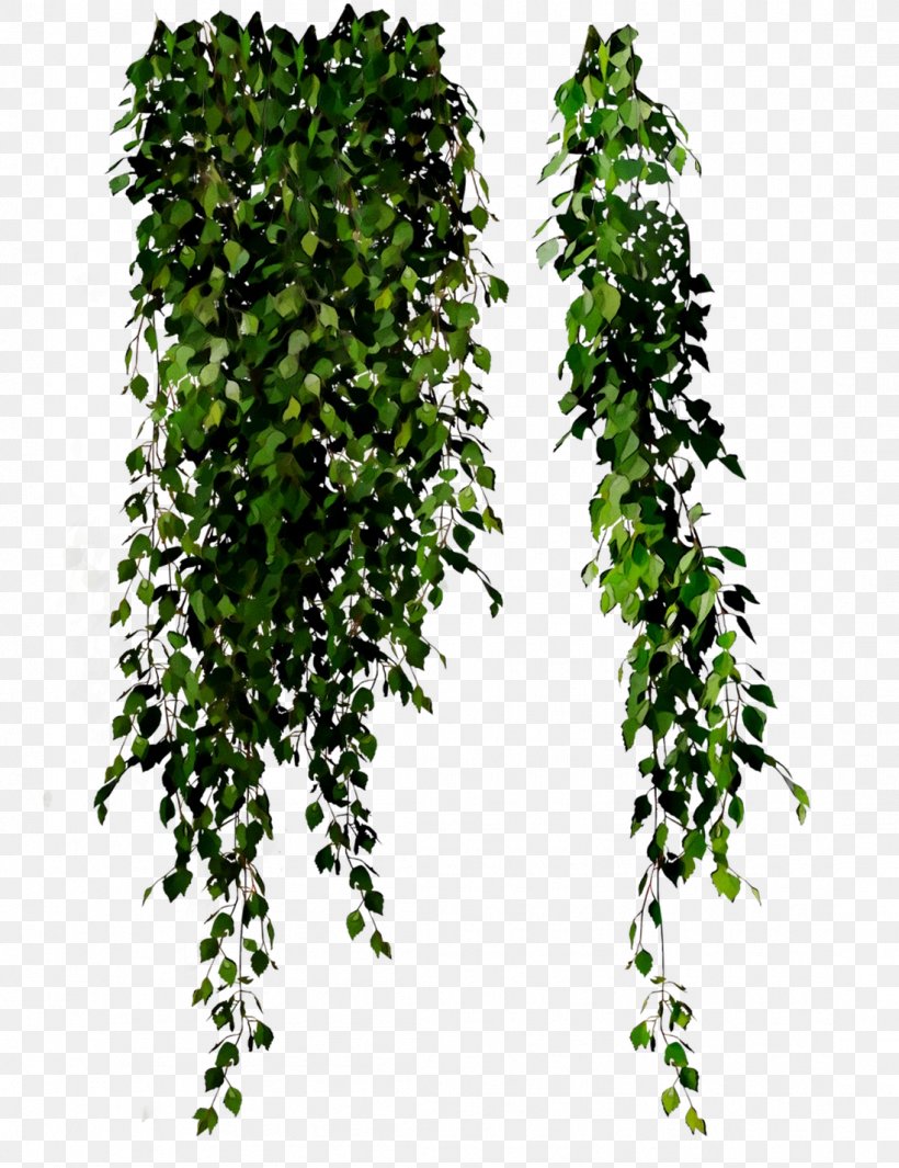Leaf Tree Shrub, PNG, 1098x1427px, Leaf, Flower, Flowering Plant, Grass, Green Download Free