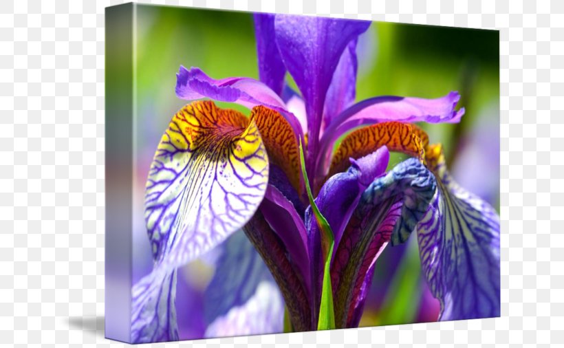 Northern Blue Flag Close-up Irises, PNG, 650x506px, Northern Blue Flag, Closeup, Flora, Flower, Flowering Plant Download Free