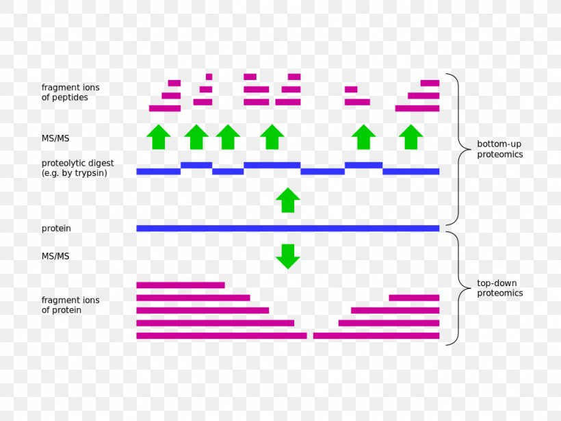 Top-down Proteomics Top-down And Bottom-up Design Mass Spectrometry Bottom-up Proteomics, PNG, 1024x768px, Proteomics, Area, Bottomup Proteomics, Brand, Diagram Download Free